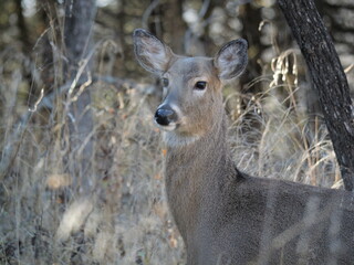 Whitetailed Deer on a Cold Midwestern Morning