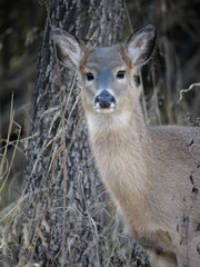 Whitetailed Deer on a Cold Midwestern Morning