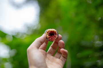biting into a freshly picked fig holding in hand with blurred green background summer