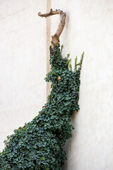 vine growing on tree against a white wall vertical 