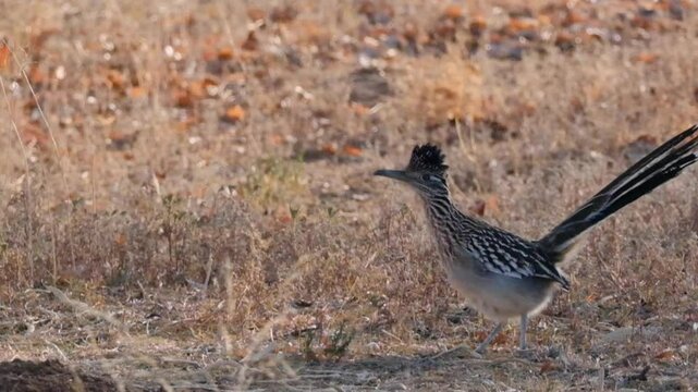 Roadrunner running in the desert grass on am early morning