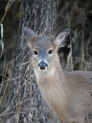 Whitetailed Deer on a Cold Midwestern Morning