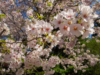 Cherry blossoms with blossoms in background