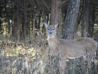 Whitetailed Deer on a Cold Midwestern Morning