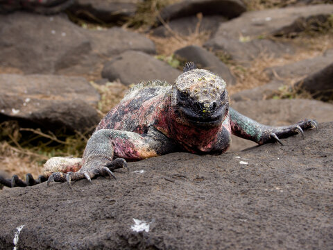 Marine Iguana portrait