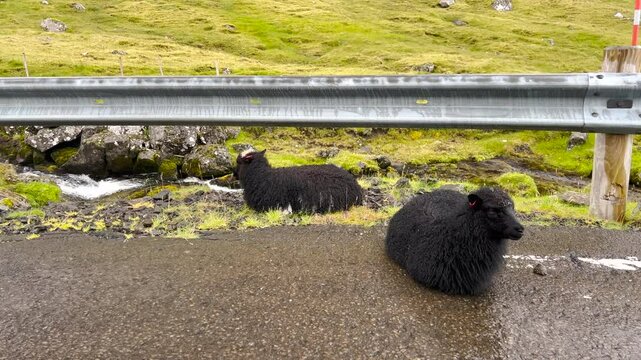 Two black Faroese sheep sit on the side of the road. A mountain stream flows behind the sheep. A common sight in the Faroe Islands, where sheep outnumber people! Eysturoy, Faroe Islands, Denmark.