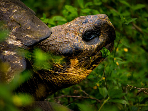 Galapagos tortoise eating plants