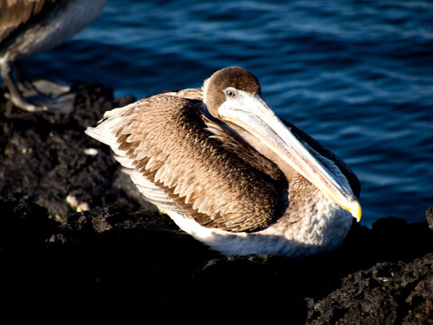 Brown pelican juvenile roosting on the rocks