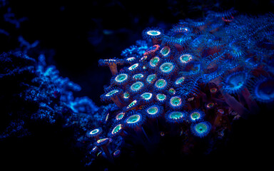 selective focus of zoanthus corals under blue light in a reef aquarium