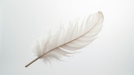 Obraz premium White Feathers Floating In The Air, White Feathers Isolated On White Background