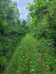 path in the woods