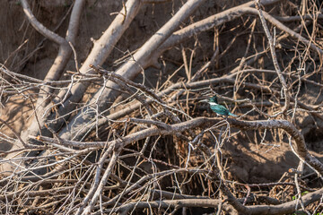 Kingfisher near Cienaga de Pijino lake, Colombia.