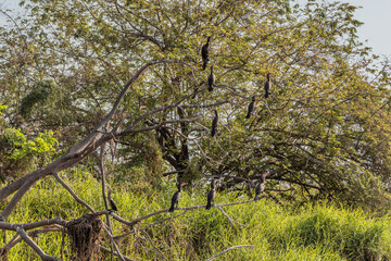 Neotropic Cormorants (Nannopterum brasilianum) near Cienaga de Pijino lake, Colombia.
