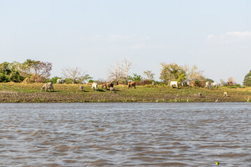 Cows and egrets near Cienaga de Pijino lake, Colombia.