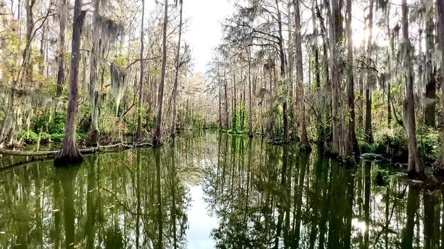Slow moving glide long the glassy smooth water of the Dora Canal with bald cypress trees and hanging Spanish moss lining the banks