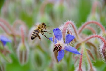 A wild bee hovering near a vibrant blue borage flower, surrounded by fuzzy buds and green foliage,...