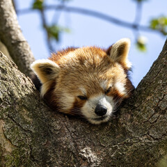 The red panda, Ailurus fulgens, also called the lesser panda.