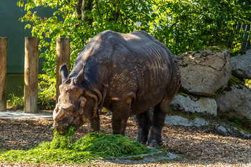 Fototapeta premium The Indian Rhinoceros, Rhinoceros unicornis aka Greater One-horned Rhinoceros