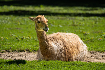 Obraz premium Vicunas, Vicugna Vicugna, relatives of the llama in a German park