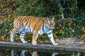 The Siberian tiger,Panthera tigris altaica in a park