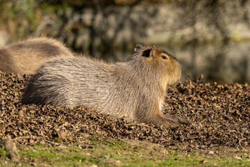 Capybara, Hydrochoerus hydrochaeris grazing on fresh green grass