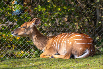 Nyala Antelope - Tragelaphus angasii. Wild life animal.