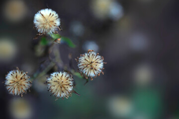 Obraz premium Colorful winter plant in garden