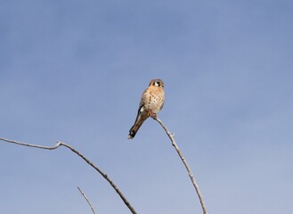 Wild American Kestrel bird perching on a tree branch, Colorado