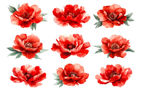 Watercolor peonies. Peon red flowers for greeting invitation card for wedding birthday and party, flower bud hand drawing set vector illustration