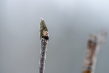 Close-up of a bud on a tree branch on a cold winter morning, macro