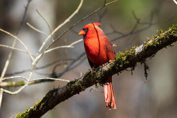male red cardinal on a branch