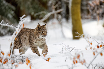 Lynx in winter. Young Eurasian lynx, Lynx lynx, walks in snowy beech forest. Beautiful wild cat in nature. Cute animal with spotted orange fur. Beast of prey in frosty day. Predator in habitat.