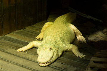 Albino crocodile in the GA aquarium