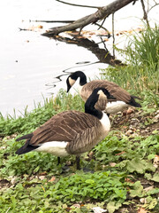 Grey Geese at Lake Wörder in Nuremberg, Germany