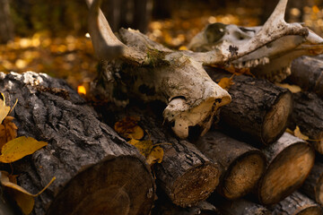 Animal skulls on cut firewood logs in a autumn forest 