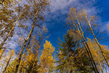 Blue sky with light clouds and autumn yellow and green trees 