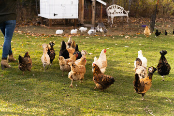 Woman standing with a flock of chickens on an autumn forest farm