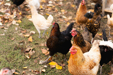 Chickens and rooster running on autumn farm