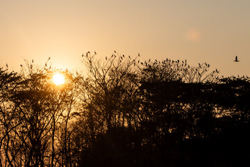 Sunset view of cormorants near Magdalena river near Santa Cruz de Mompox, Colombia