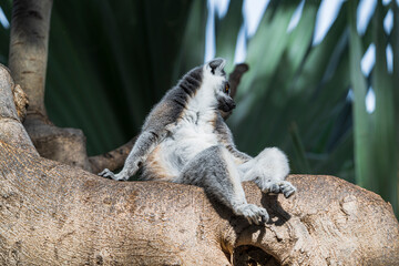 Obraz premium photographs of lemurs in their natural habitat in the middle of nature
