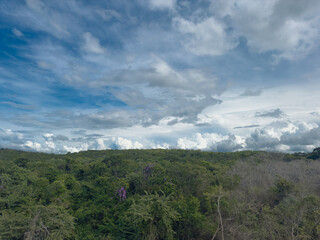 Vegetación forestal de Calakmul, Campeche, México