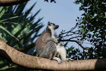photographs of lemurs in their natural habitat in the middle of nature