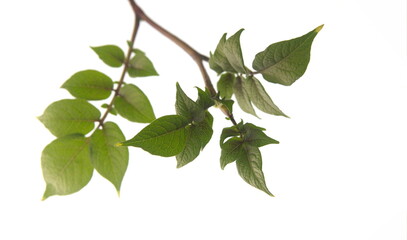 Obraz premium Foliage of violet potato, stems of heirloom potato, Solanum tuberosum, on white background