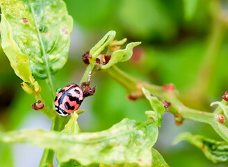 Photo of lady bug on a leaf