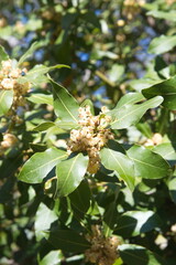 Flowering Laurus nobilis plant, branches with yellow flowers, Laurus azorica