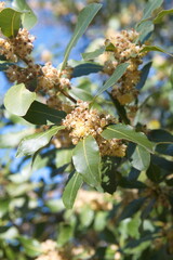Flowering Laurus nobilis plant, branches with yellow flowers, Laurus azorica