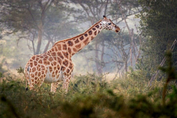 Rothschild giraffe, living in a national park in Uganda