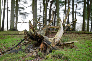 The fallen tree