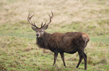 The Stag - Deer with antlers in a park.