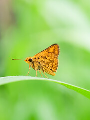 Photo of a yellow Potanthus butterfly.